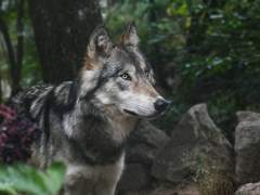 백망되/강아지가 된 최한