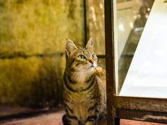 백망되/ 케일과 길고양이