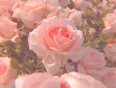 바이올렛 트러블, 1