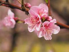 작화연(烵樺緣) 10