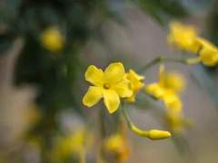 Carolina Jannery ✽ 21 ✽ XX