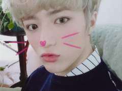 cat & dog ; broadcast photocards.