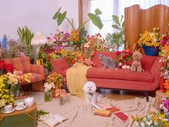 concept photo ; cat & dog