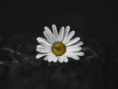 [에일린 맥퍼슨/27/여/의사]