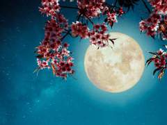 [하나에무] 밤의 벚꽃