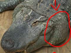 거미수호자+몰락자수호자 짧썰 백업 22