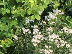 지랄맞던 그 박서윤이 박태수에게.