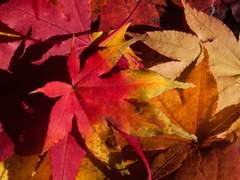 [Idolish7] 바람에 화를 태워 너를 비추다