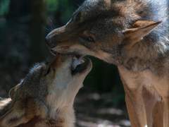 늑대의 애정 표현. (늑중여독)