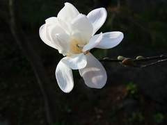 화련 : 花容月態 1편