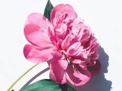 이베 암블리고나이트 / 후작 / 산양인수 / 여성 / 24