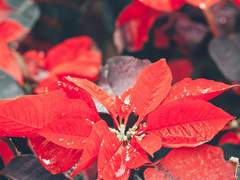 Russell Nisha Arsellis