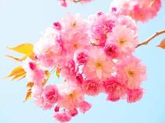 [시화노을]붉은색 낙엽 위 빗방울에게