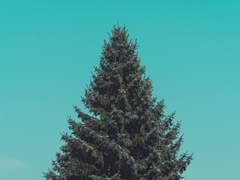 [순욱조조] 송백지조