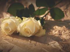 [GL/백합] 숭배의 틈