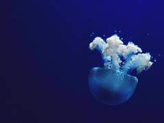 바네사 알드 룬은 자문했다