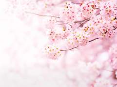 [궁앵] 영원한 봄 (1)