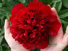 토끼와 엄지공주