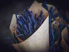 To Rania Harouts Mority