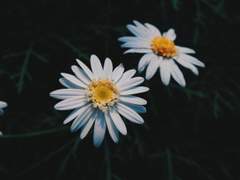 워싱턴에 가면, 제일 먼저 뭘 하고 싶니?