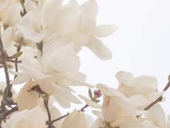 [마호야쿠/카인] 공주의 기사가 마음에 담은 것