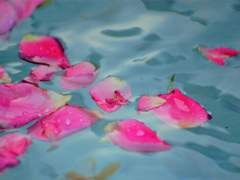 [원소조조] 화발다풍우