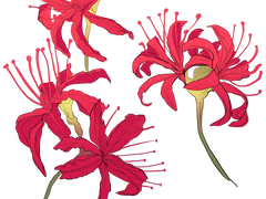 [무료소스] 피안화