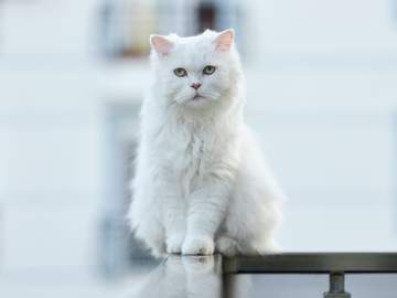 요술공주 밍키 - 01