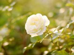 [하나에무] 보기 어려운 웃음