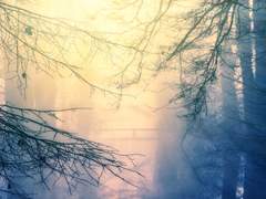 새벽을 품은 매화에게.