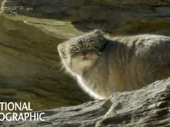 [NATGEO] 인도의 희귀한 동물, 마눌들고양이