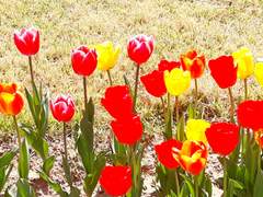 김원필탈덕선언문