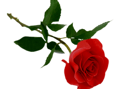 로즈 🥀 18 🥀 학생