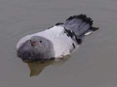 환상속 merry go round 로그정리