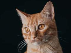 [마블_버키 반즈 드림] 고양이 목숨은 아홉 개