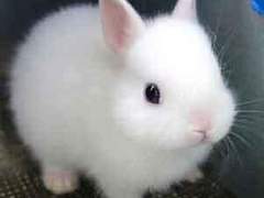 Bunny? Bunny♥