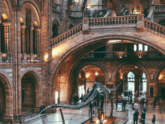 사쿠아이 법칙의불규칙