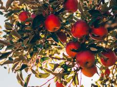 [틴셜존]First love is taste like an apple 上