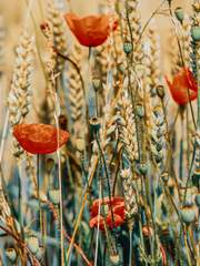 올드 네스트 패러독스