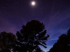 포레스티아 공개 프로필