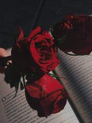 나의 작은 도련님