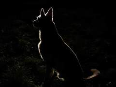 [중혁독자] 개가 상관이다 4.