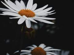 정말로 아무것도 몰랐어, 에일린?