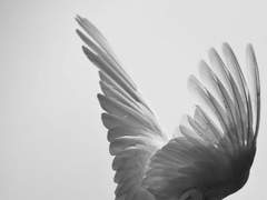 내가 그대의 날개가 되어줄게요