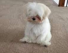 ff14 장르 커미션 구합니다 반신~전신구하지만 크롭 얼빡샷or흉상까지 ok