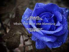 파란 장미가 피어날 때