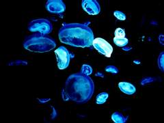 JELLYFISH
