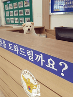 회색늑대×빠삐용