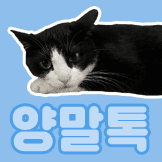 설아네 고양이 양말이 카카오톡 테마 (apk)