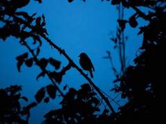 [브래들리 가족][글]평화로운 일상